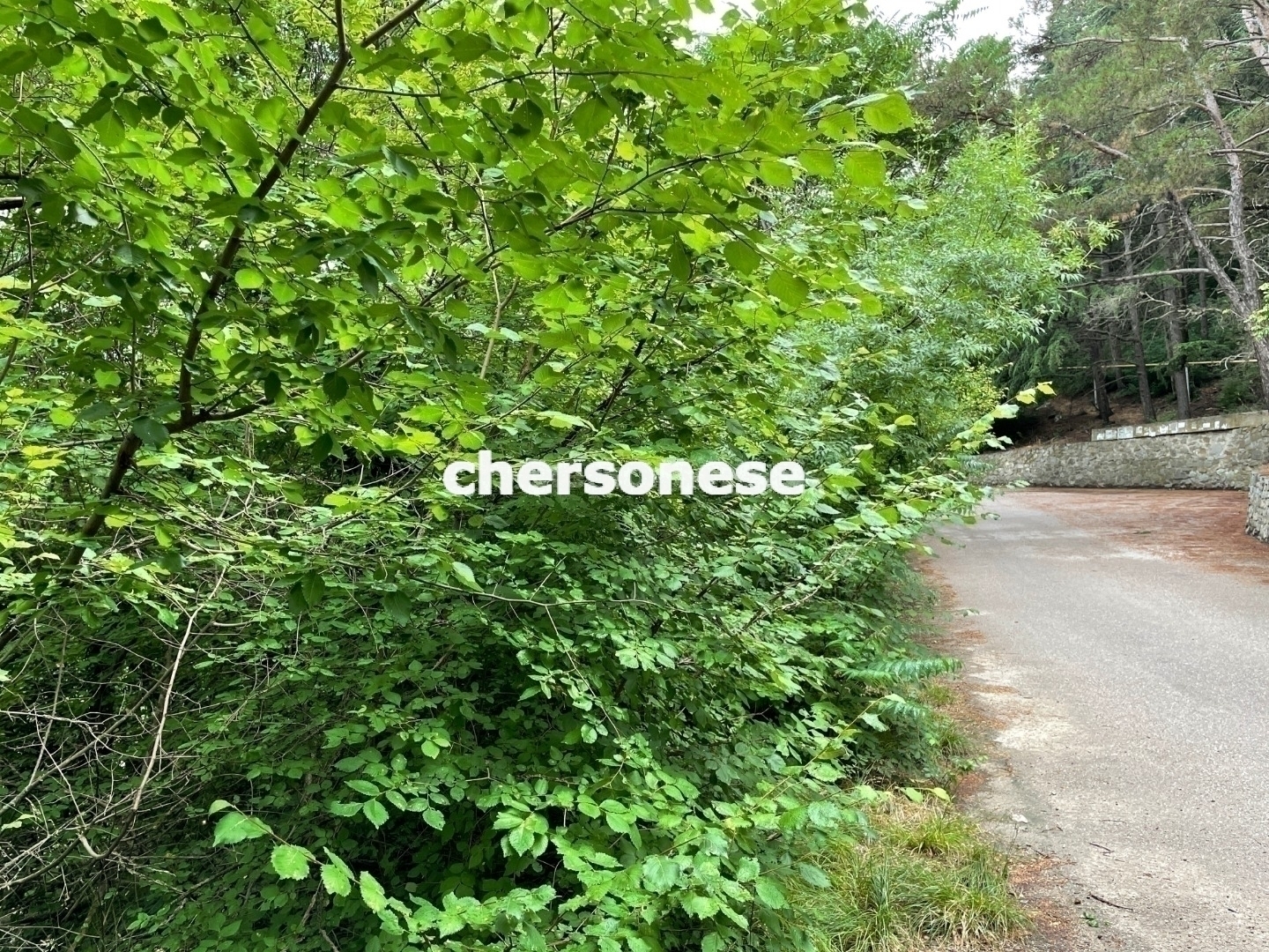 Участок на продажу в Даниловке, улица Красная фото №5