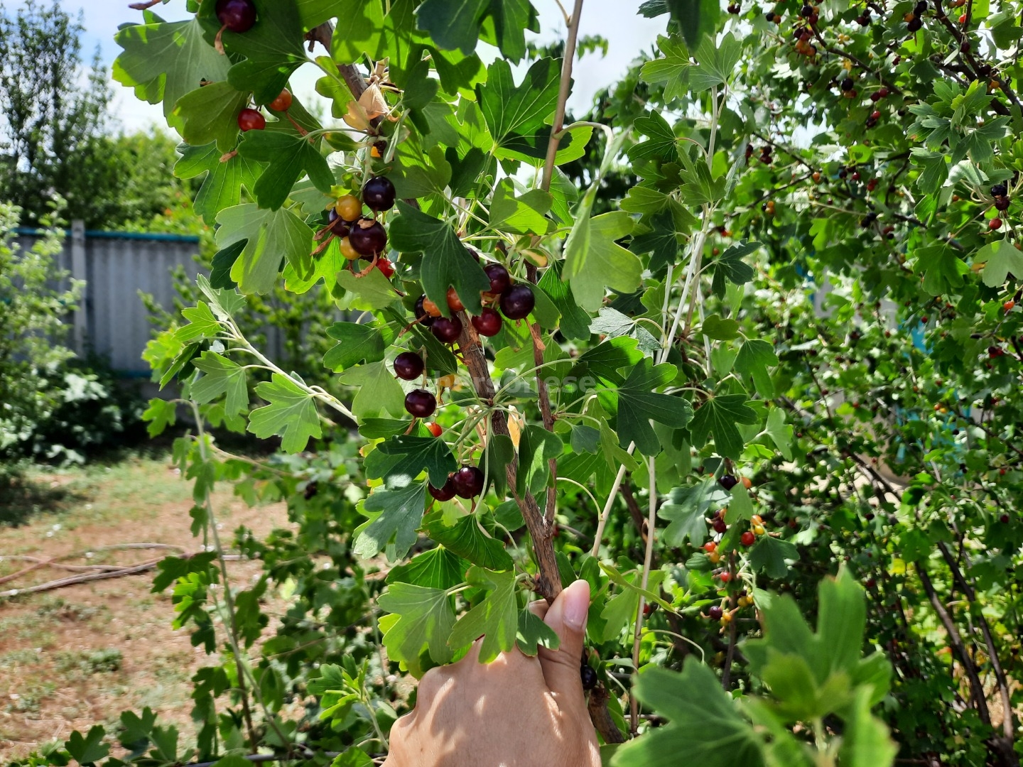 Участок на продажу в Севастополе, переулок 5-й Голландский фото №3