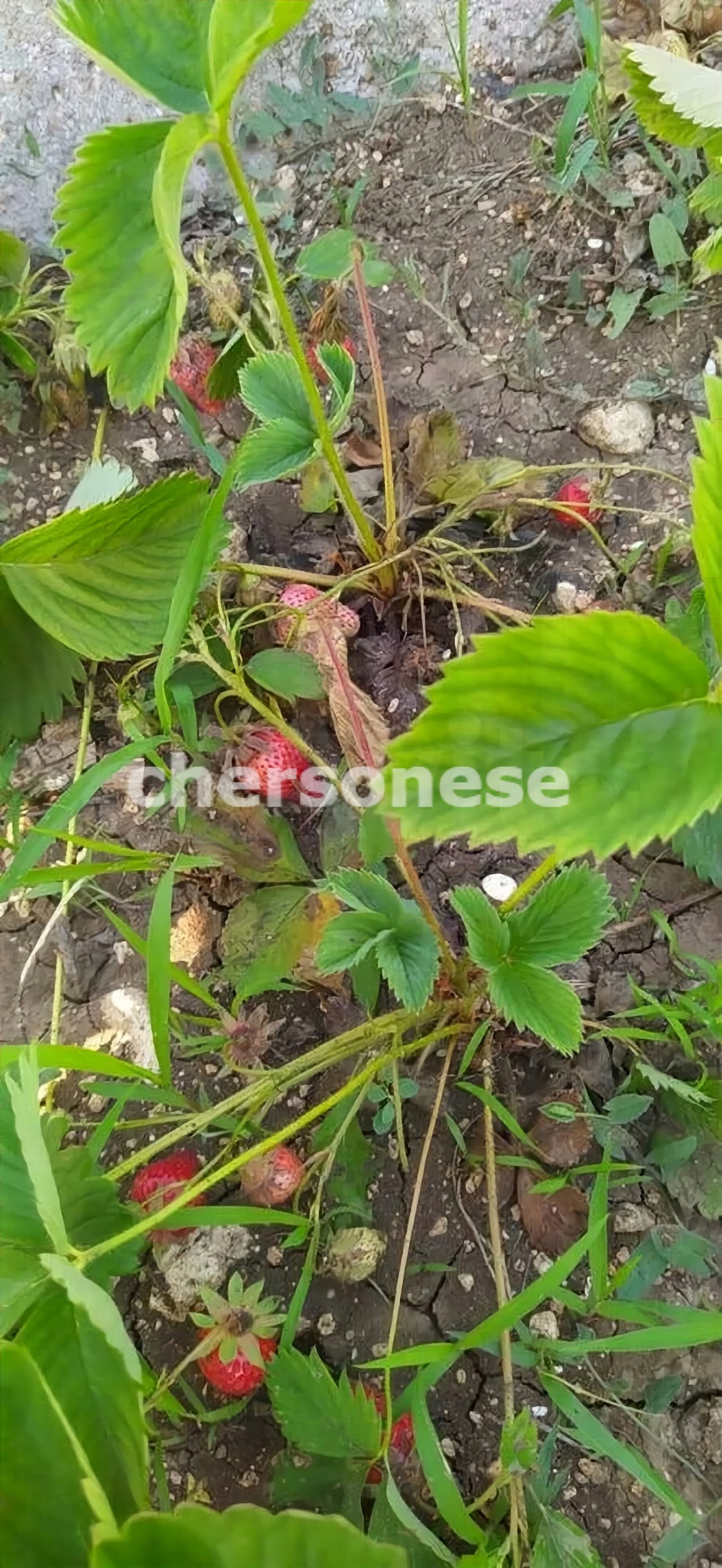 Продажа участка, Севастополь, территория СТ Восход