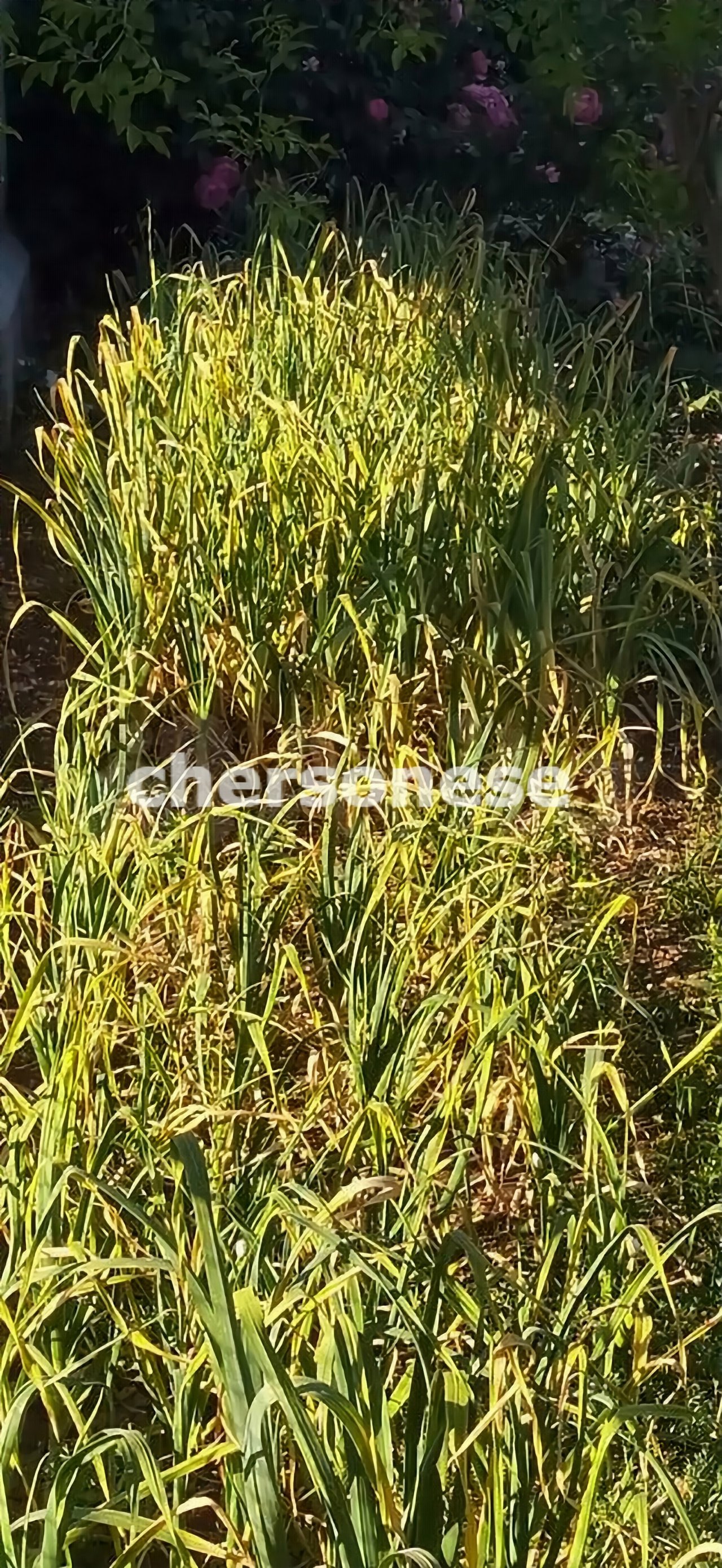 Продажа участка, Севастополь, территория СТ Восход