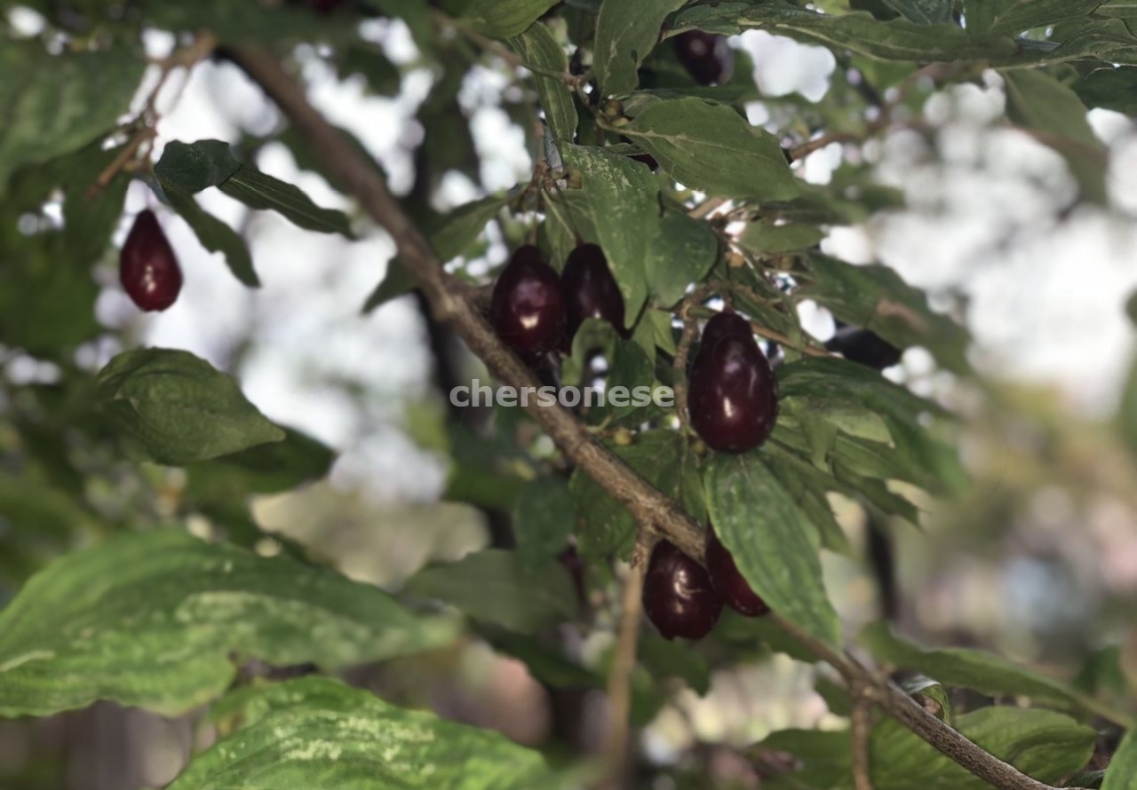 Продажа участка, Севастополь, территория СТ Сосновый Бор