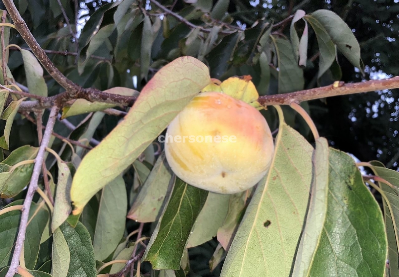 Продажа участка, Севастополь, территория СТ Сосновый Бор