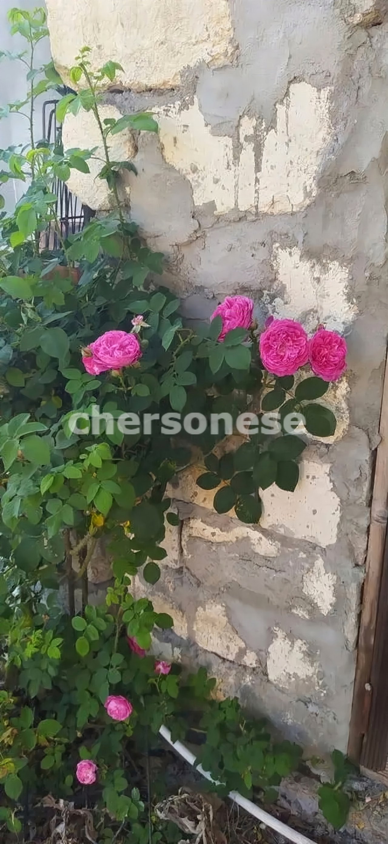 Продажа участка, Севастополь, территория СТ Восход