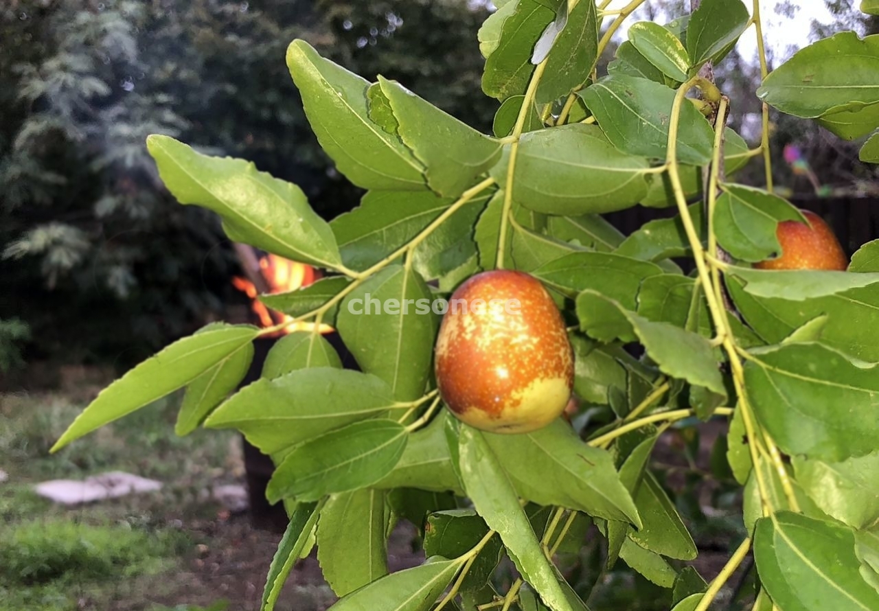 Продажа участка, Севастополь, территория СТ Сосновый Бор