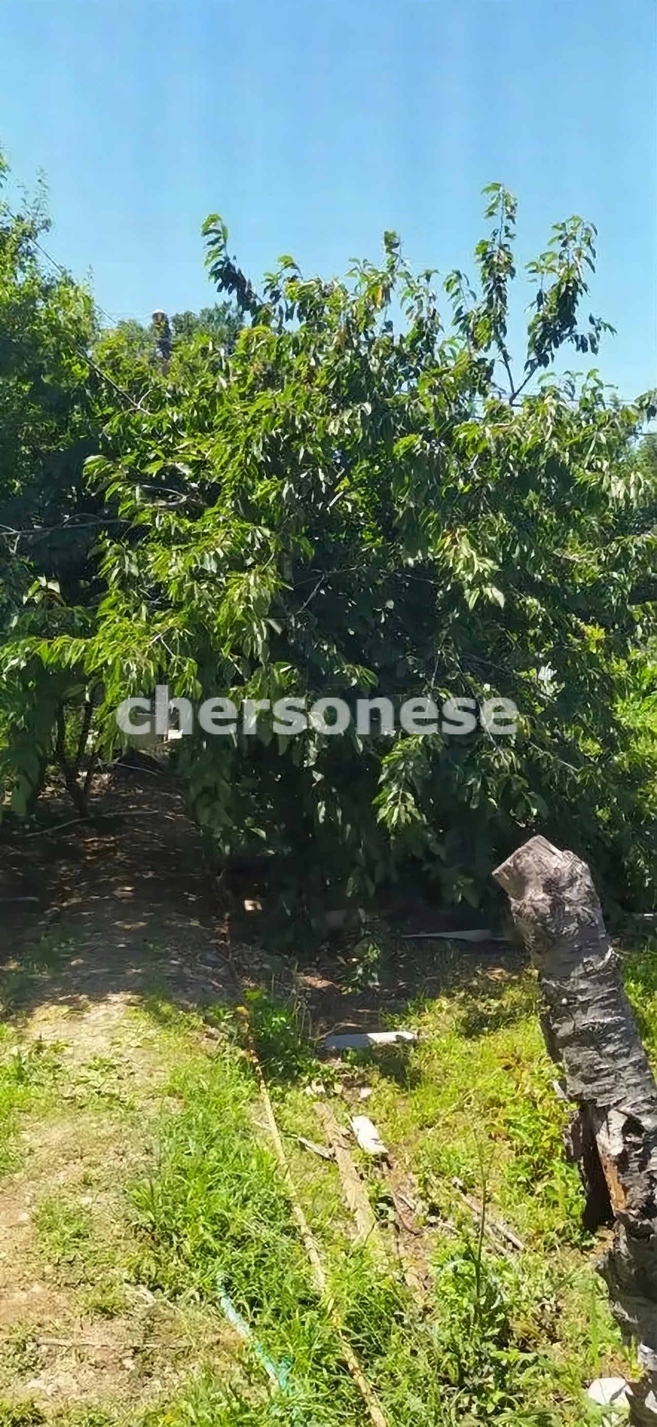 Продажа участка, Севастополь, территория СТ Восход