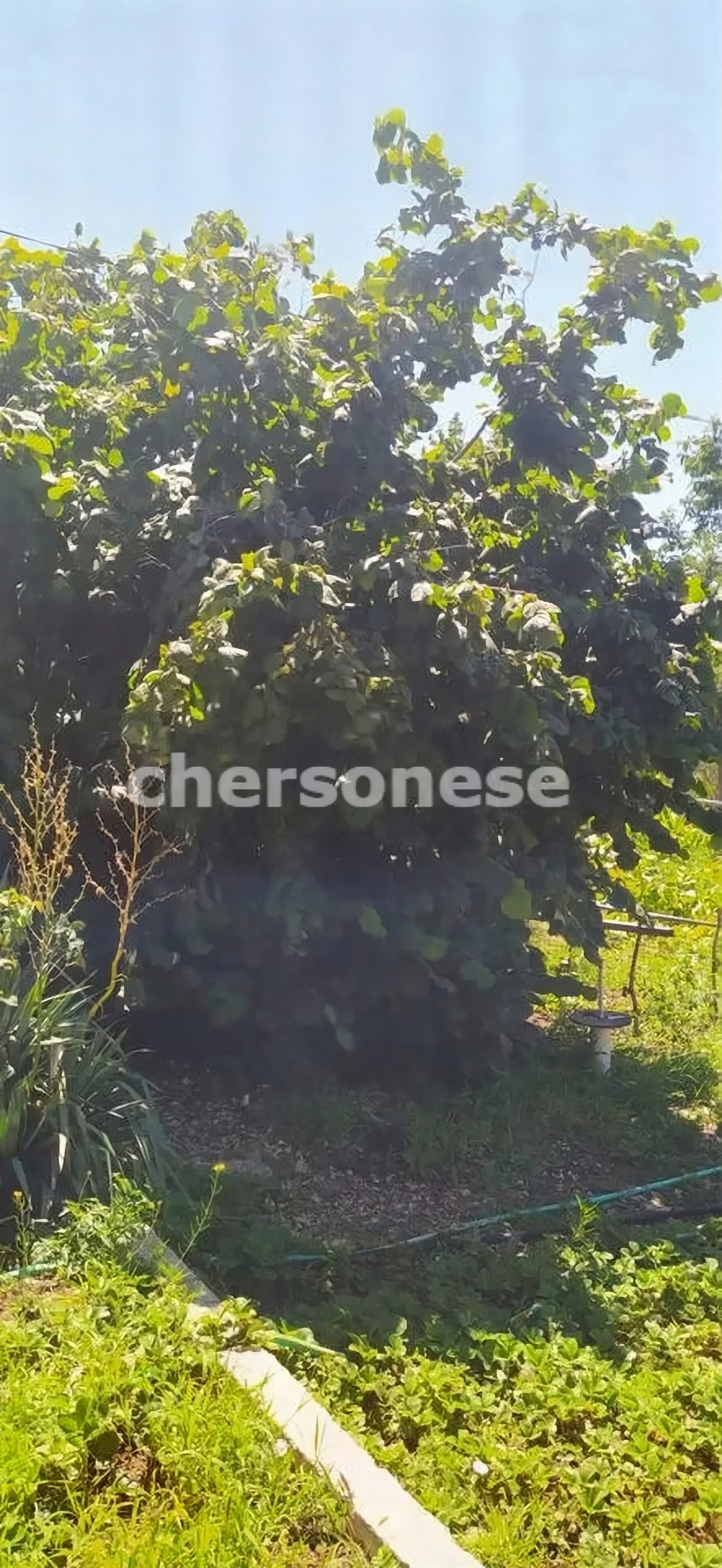 Продажа участка, Севастополь, территория СТ Восход