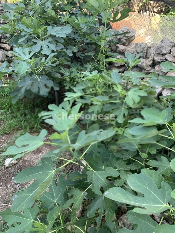 Продажа дома, 120м <sup>2</sup>, 4 сот., Севастополь, территория СТ Атлантика-3